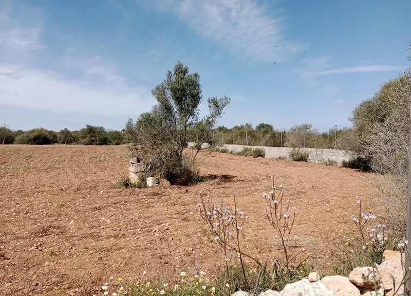 Large Rustic Land near Campos, Mallorca — photo 10
