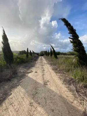 Rustic plot in Muro — photo 10