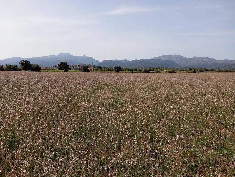Land in sa Pobla, Province of Balearic Islands — photo 5