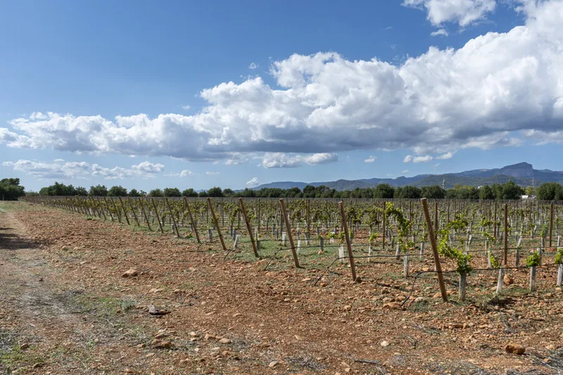 Exceptional Vineyard Plot with Approved License for Luxury Villa Construction — photo 10