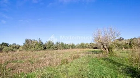 Rustic property - Muro (Muro afueras), Built Surface 512m², Plot Surface 14033m², Terrace Size... — photo 3