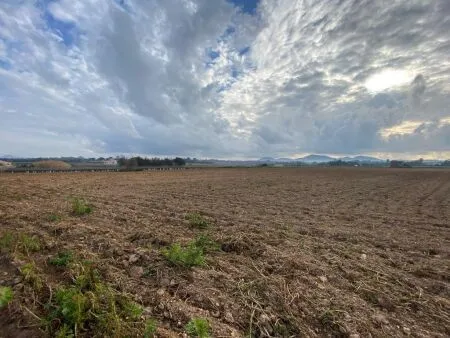 Rural Land - Manacor, Plot Surface 22000m² — photo 4