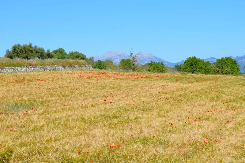 Set of plots totaling 14,100m2 with possibility of building a house in Muro in a quiet area with clear views of the Serra de Tramuntana — photo 7