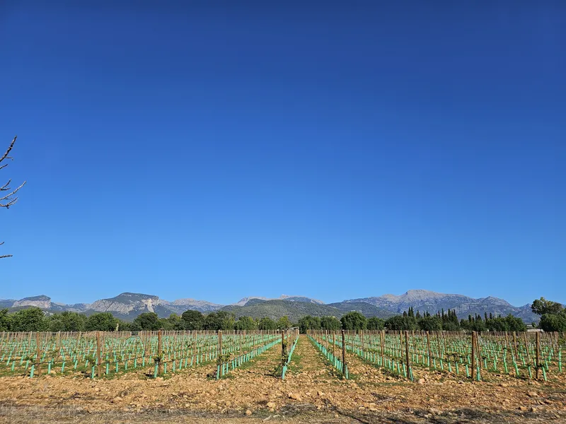 Vineyard plot with approved finca project & Tramuntana views in Binissalem — photo 10
