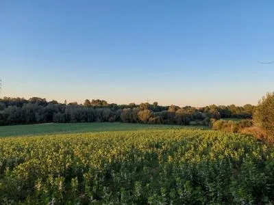 Rustic Land - Manacor (Manacor Centro), Plot Surface 14300m², Distance to the sea 12 Km. — photo 2