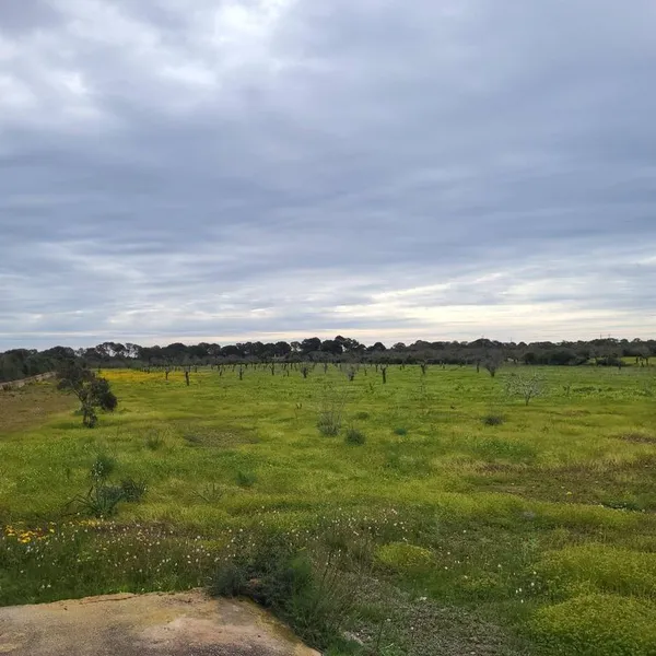 Land in Llucmajor, Province of Balearic Islands — photo 10