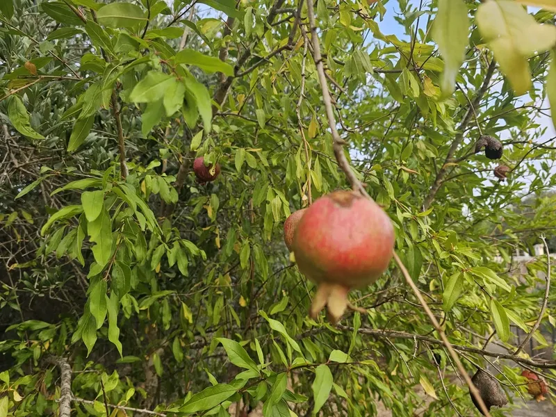 Finca in Sa Pobla, Mallorca — photo 5