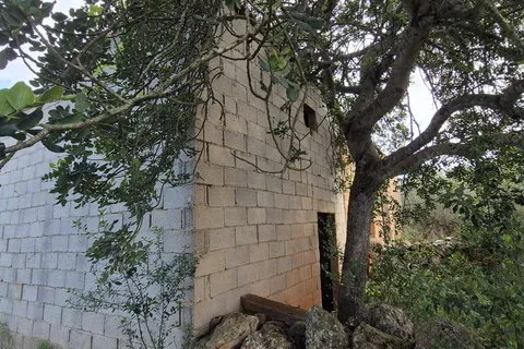Land in Costitx, Mallorca — photo 5