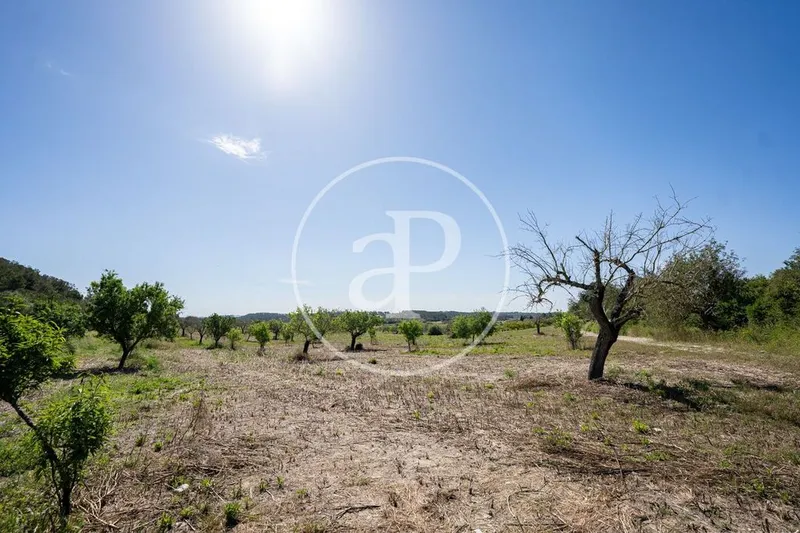 Land in Montuïri, Province of Balearic Islands — photo 4