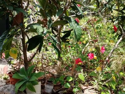 Apartment in a quiet location in Cala Murada available immediately — photo 3