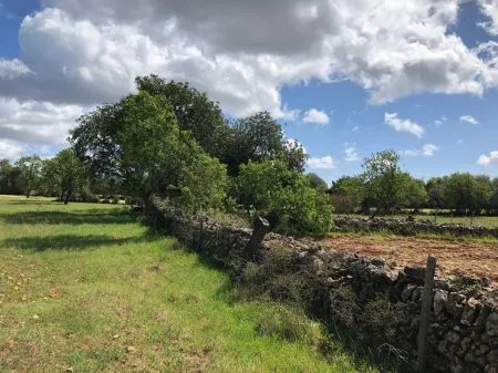 Urbanizable land - Felanitx (SHorta - Cas Concos des Cavaller) — photo 11
