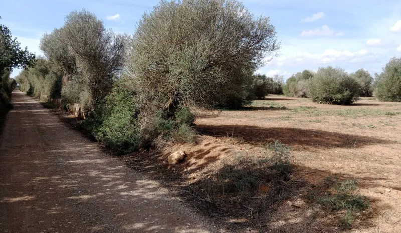 Rustic Land near Campos — photo 1