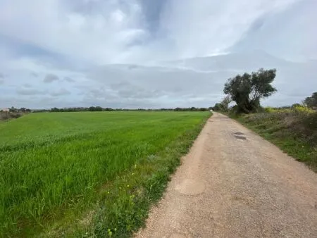 Rural Land - Felanitx, Plot Surface 15817m² — photo 2