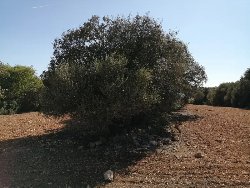 Country Land near Cas Concos — photo 6