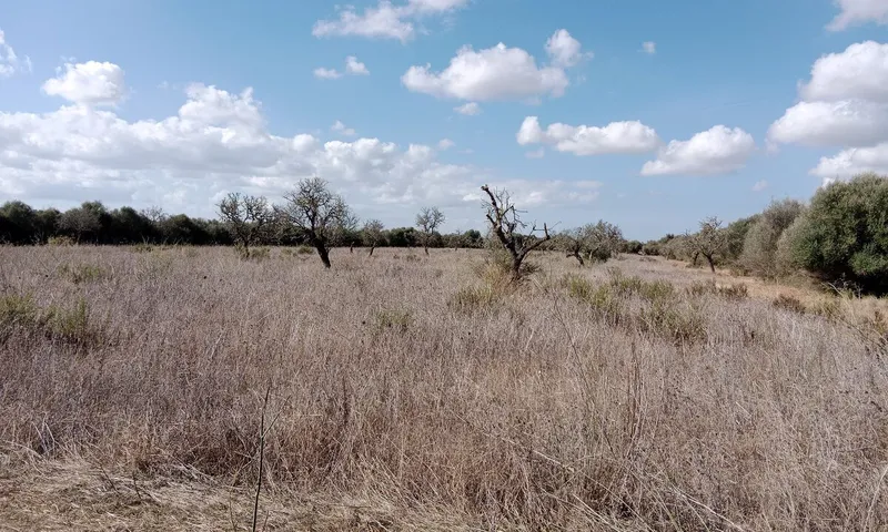 Rustic Land near Campos — photo 1