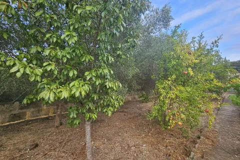 Finca in Sa Pobla, Mallorca — photo 12