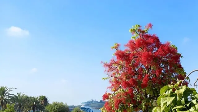 Apartment for rent in Nou Llevant, Palma de Mallorca — photo 6