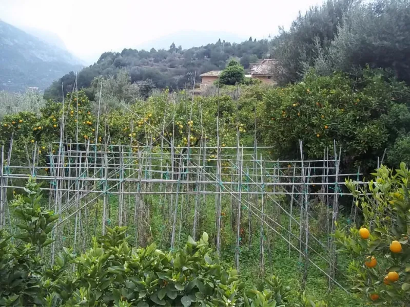 Garden plot in Fornalutx — photo 6