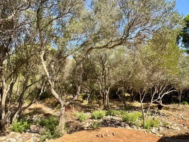 Finca/Country House for rent in Portocolom, Felanitx, Mallorca — photo 8