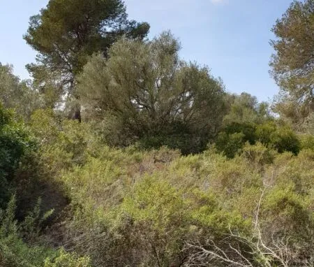 Urban plot of land - Llucmajor (Llucmajor (Campo)), plot surface 302.67m2 — photo 8