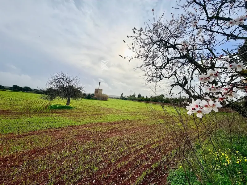 Approved technical project included. There is an approved project for the renovation of the existing agricultural buildings, which represents a saving — photo 4