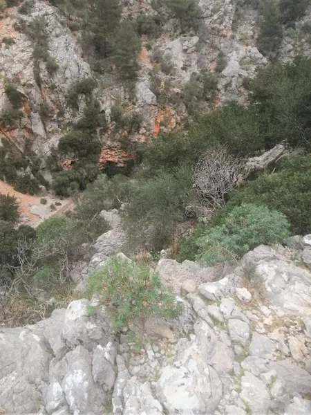 Olive grove in Barranc de Biniaraix — photo 3