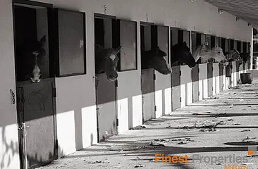 Equestrian facility with 40 horse stables and 15 paddocks near Palma for rent — photo 1