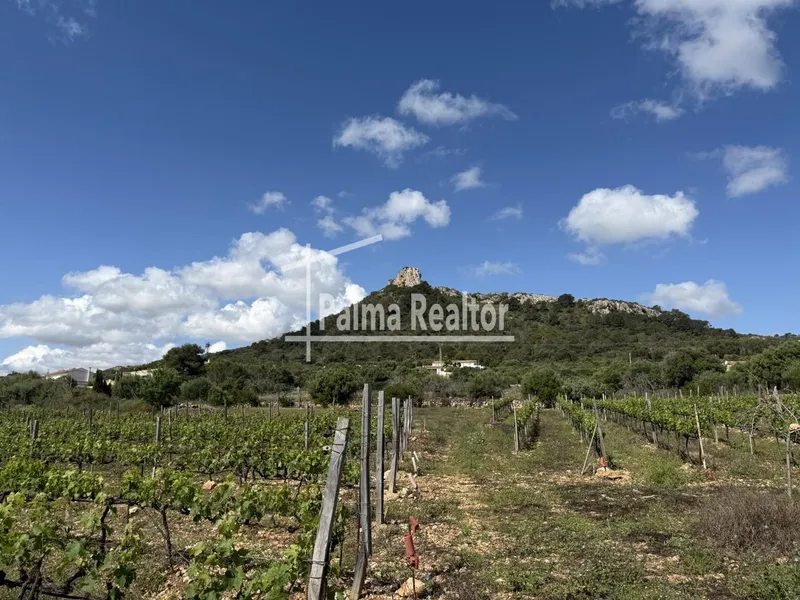 Land for sale in Son Servera of 6451 m2 — photo 10