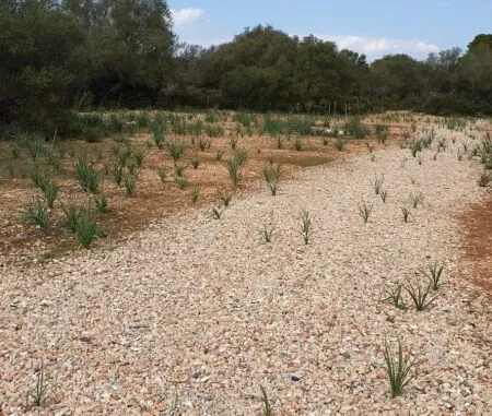 Urban plot of land - Llucmajor (Llucmajor (Campo)), plot surface 302.67m2 — photo 9
