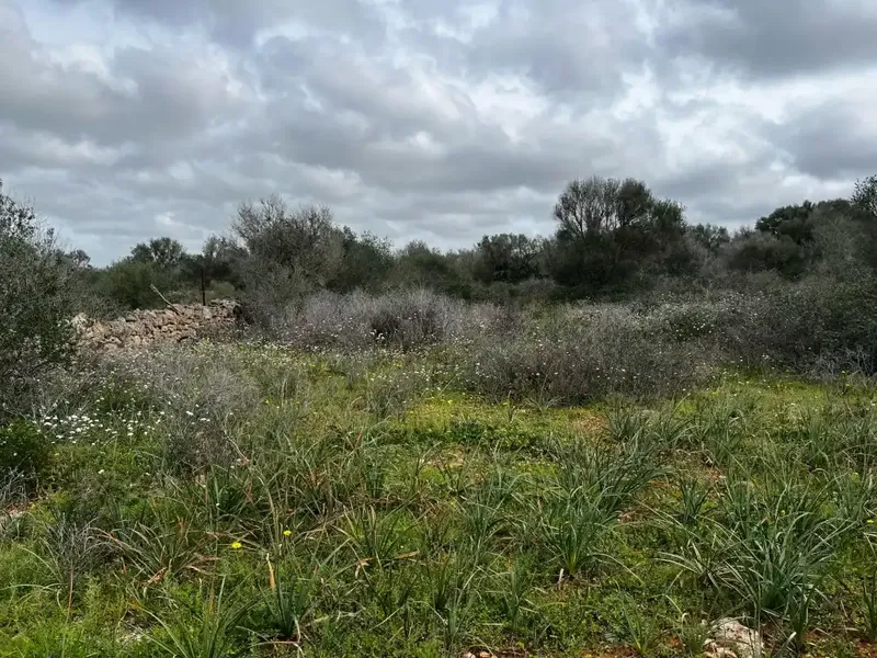If you dream of building a unique home in a privileged natural environment, this spectacular rustic estate in the Son Trompa area is — photo 3