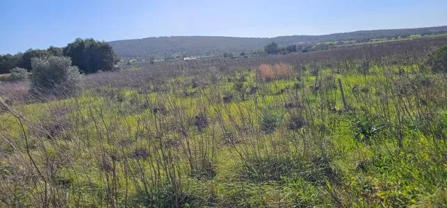 Rural Land - Santa Maria del Cami, Plot Surface 7076m² — photo 2