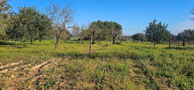 Land in Santa Eugènia, Province of Balearic Islands — photo 12