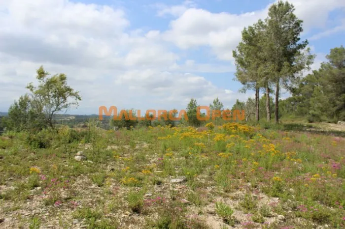 Rustic land for sale in Villafranca — photo 3