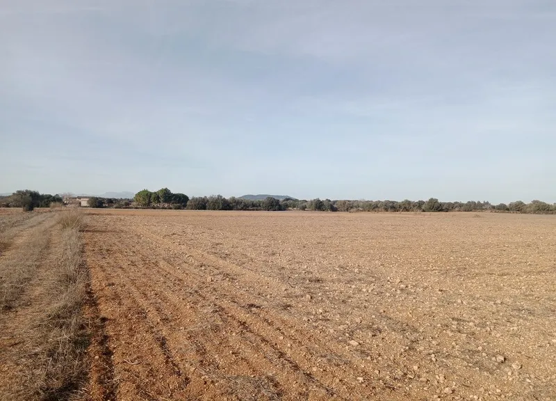 Land in Son Valls near Felanitx, Mallorca — photo 2