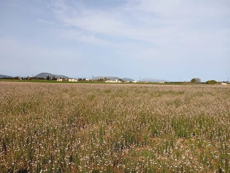 Land in sa Pobla, Province of Balearic Islands — photo 1