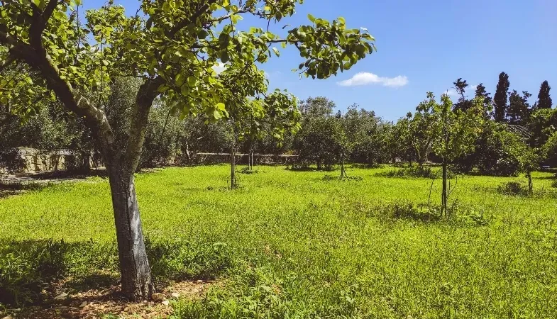 Spacious Villa In the Breathtaking Countryside of Marratxí, Charming Property With Fruit Trees For Sale in Marratxi — photo 11