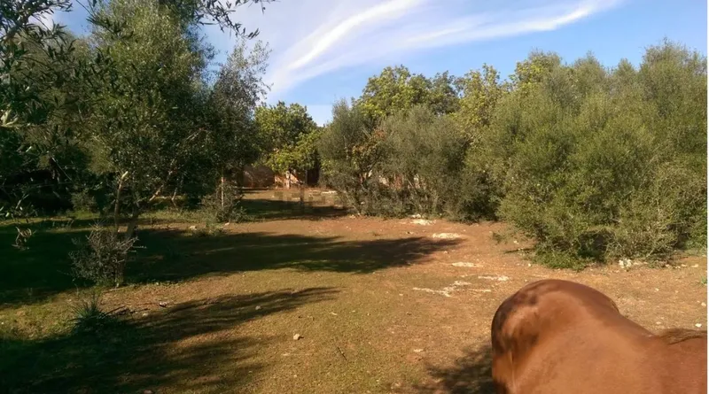 Rustic estate with tool shed — photo 6