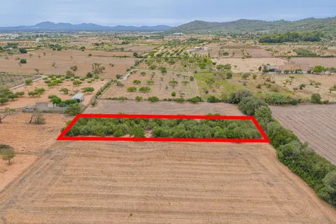 Land in Porreres, Mallorca — photo 8