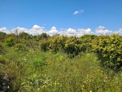 Country House - Manacor, Plot Surface 1650m² — photo 6