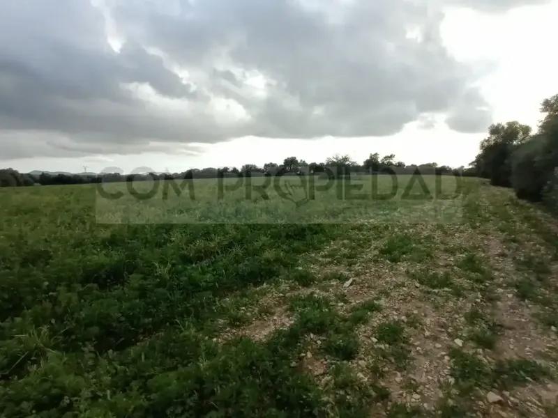 Rustic estate of 217,089 m² of own land, located between Felanitx and Porreres. It has a project for a rural hotel or agrotourism that — photo 11
