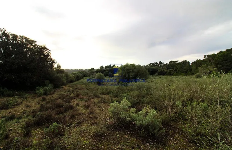 Rustic Finca in Llucmajor - Mallorca — photo 5