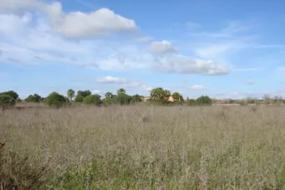 Plot of land, 50,000 m2, next to Golf Spa Son Marriott Antem/Llucmajor — photo 1