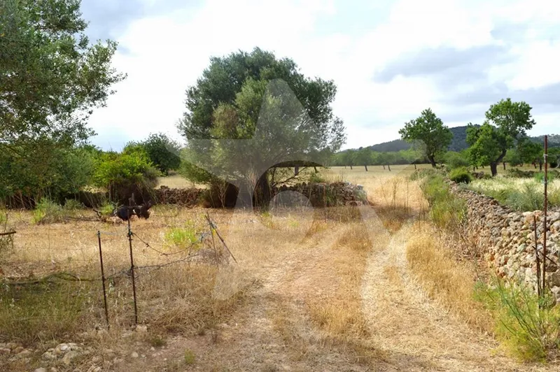 Fantastic building plot with views of the island of Cabrera — photo 5