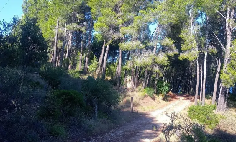 Rustic plot in Son Fortuny – Estellencs — photo 4