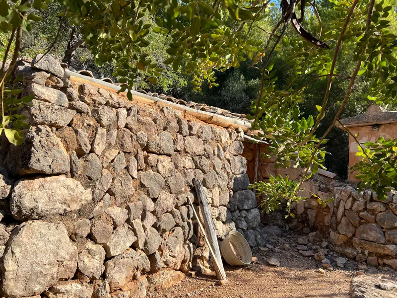 Sunny olive grove in Fornalutx — photo 5