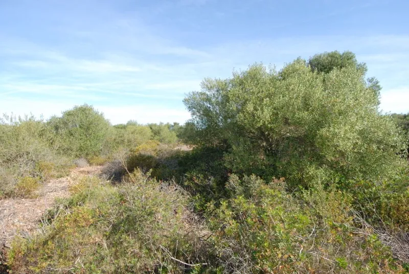 Large plot with building license located between Campos and Colonia de Sant Jordi — photo 1