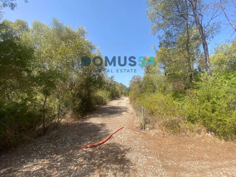 Non-building rural land in Alcudia. Holm oak forest. — photo 4