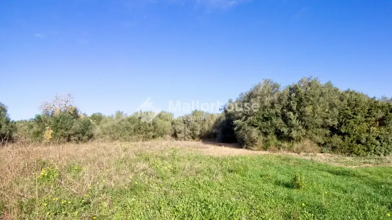 Beautiful plot of 14,033 m2 a few meters from the town of Muro, with clear views and native vegetation of the islands. Easy access by — photo 5