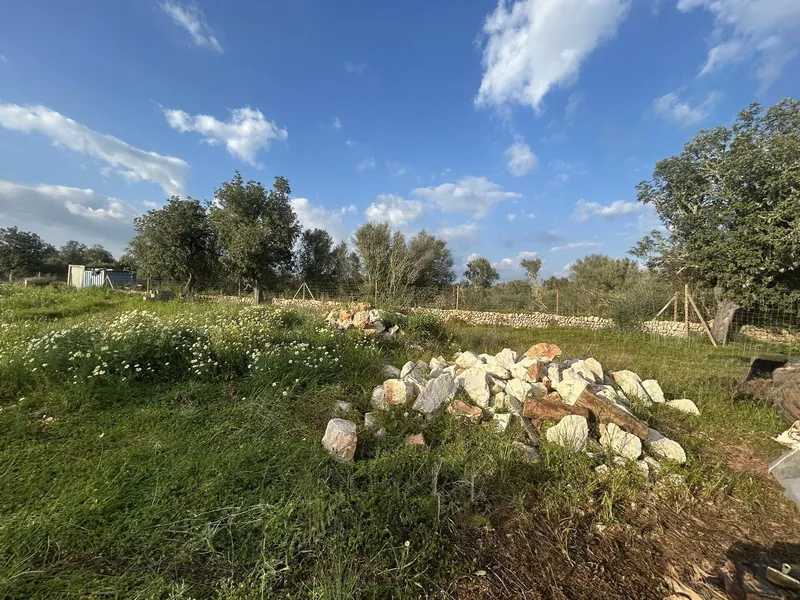 Quiet and well-located plot with project near Campos, towards Llucmajor — photo 6