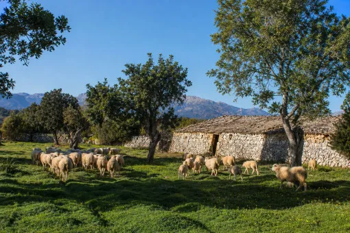 Lloret de Vistalegre, Historic estate near Sineu with approximately 76 hectares of land. Purchase — photo 11